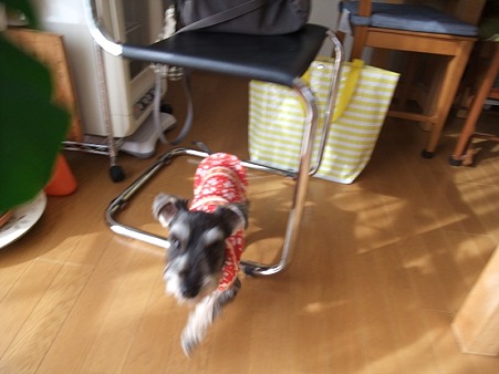 まだまだ子犬で