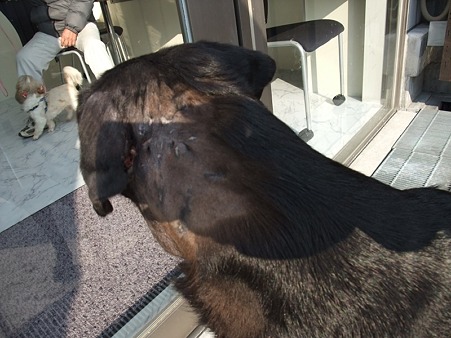 耳の付け根だけ