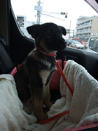 お座り出来るようになった