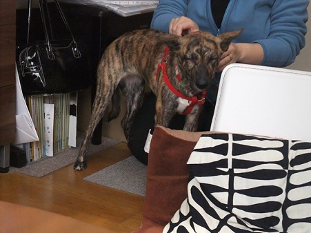 ビビリ犬の事をよく分かってくれている