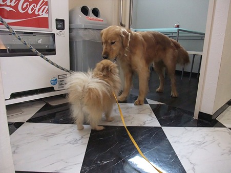 どんな犬にも優しく接し