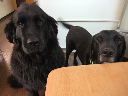 シニアの黒犬さん達