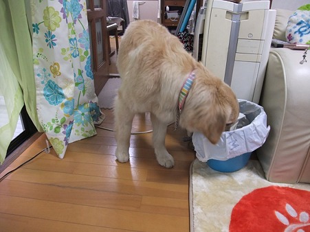 ゴミ箱は高い所にしまいましょう