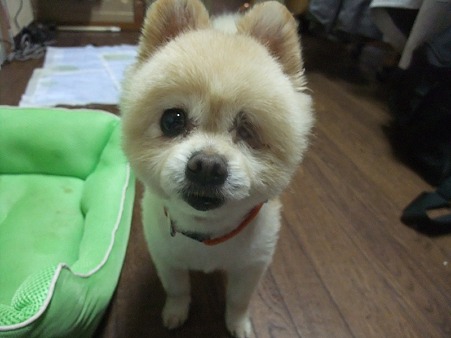 可愛い柚子ちゃんです