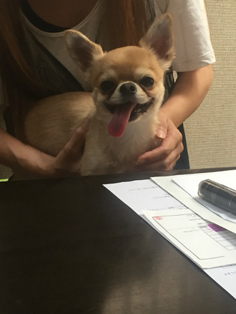 先住犬の「こいちろう」くん♪