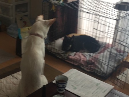 で、見守る