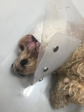 気持ち悪くて、スリスリして血がにじむ・・・