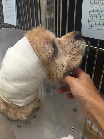 よしおちゃん、ぐるぐる巻き