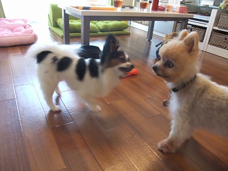 お、ハナちゃんと遊んでる!