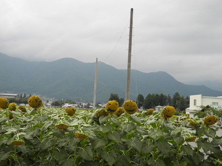 2015-08-21-02