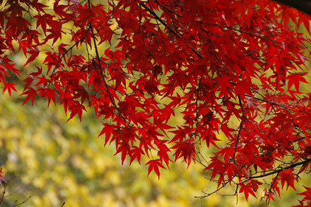 紅葉と黄葉が見頃に!20111204