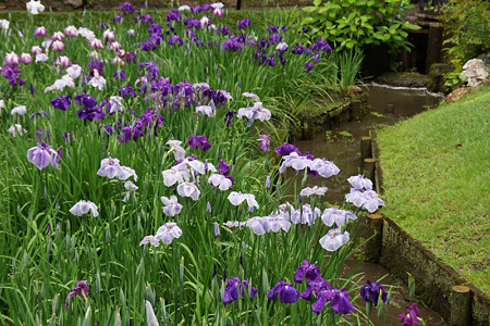 花菖蒲が満開、明月院!