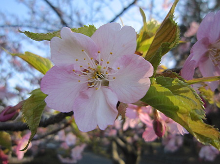 河津桜