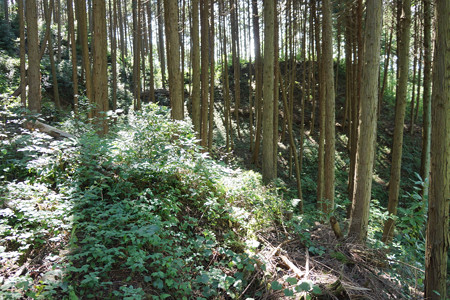 和田城 - 03