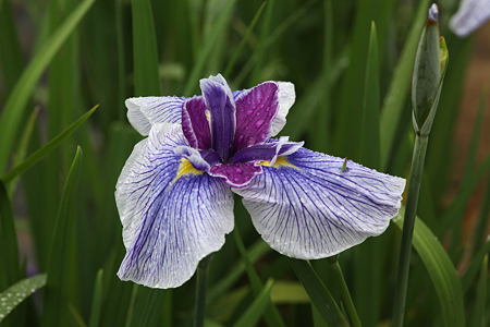 北潟湖畔花菖蒲園 - 11