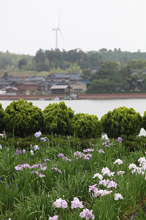 北潟湖畔花菖蒲園 - 12