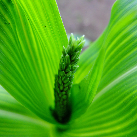 DSCF6950