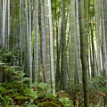 rs-150813_06_竹の庭(報国寺) (12)