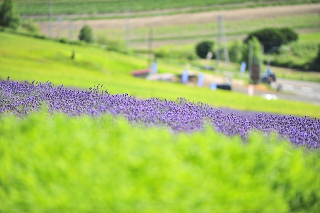 盛夏の美馬牛　花空物語１１