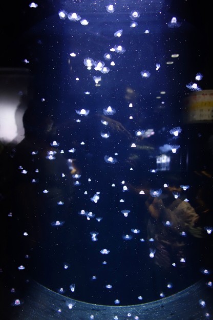 加茂水族館DSC03996