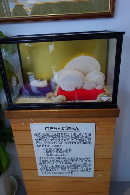 加茂水族館DSC03990