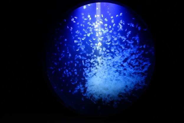 加茂水族館DSC04003