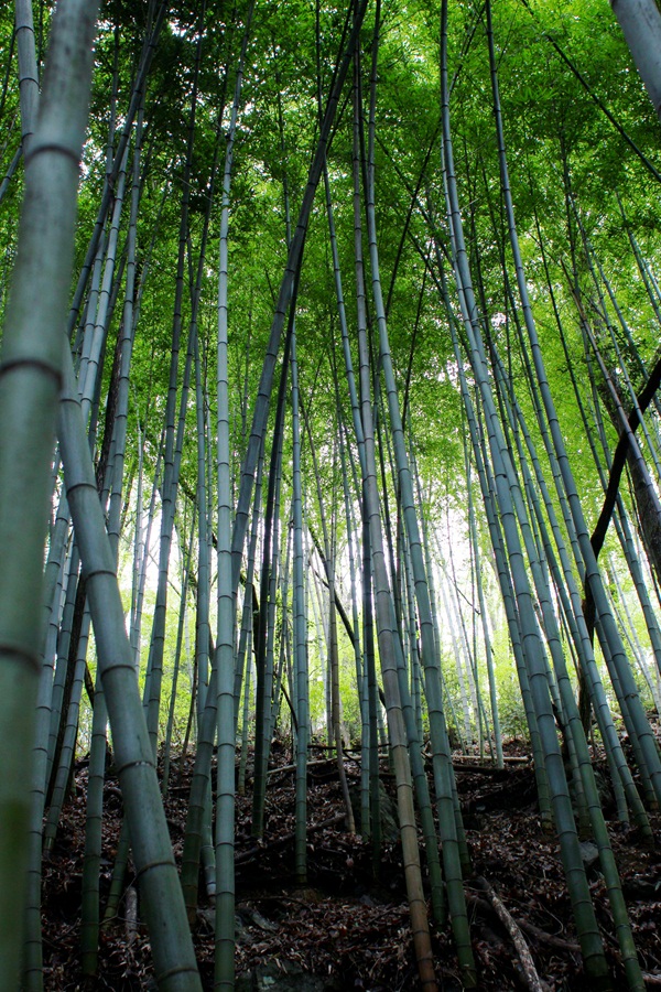 竹林