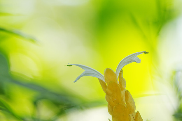 天使の花