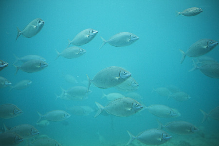 魚群