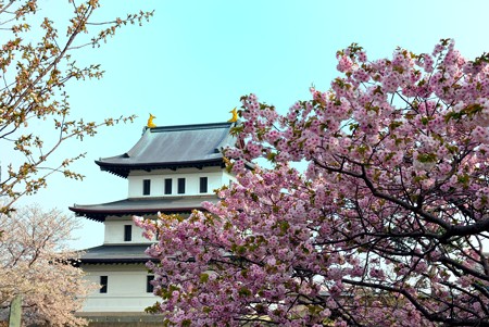 桜が満開の松前城