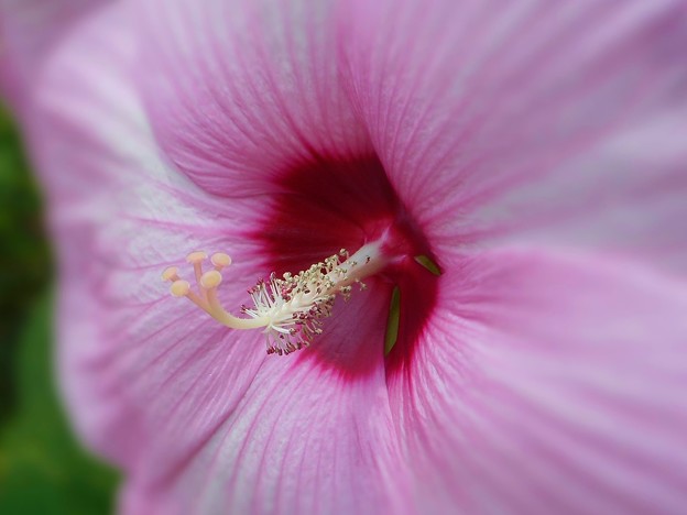 大輪のアメリカ芙蓉は今日も咲く。