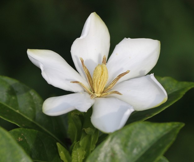 Photos: ♪いまではゆびわも～・・くちなしの白い花～　♪　クチナシ（梔子、巵子、支子）　アカネ科