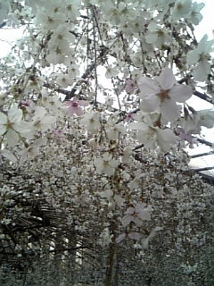 六角堂枝垂れ桜