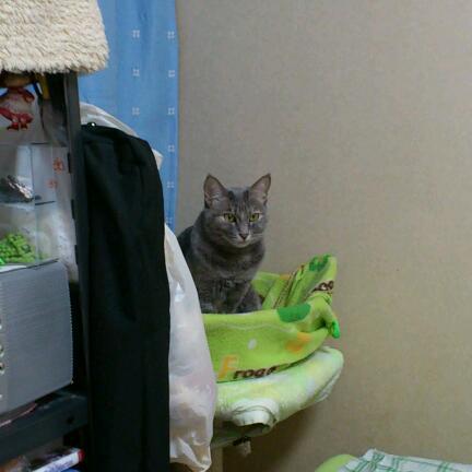 仔猫を見てる…