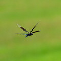 Photos: 蜻蛉の飛翔