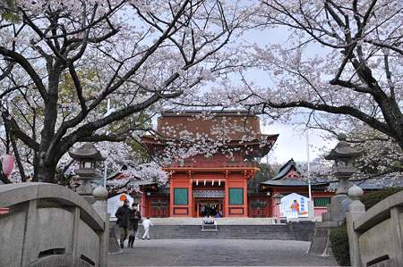 富士宮浅間神社桜祭り5