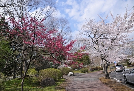 寒緋桜とソメイヨシノ1