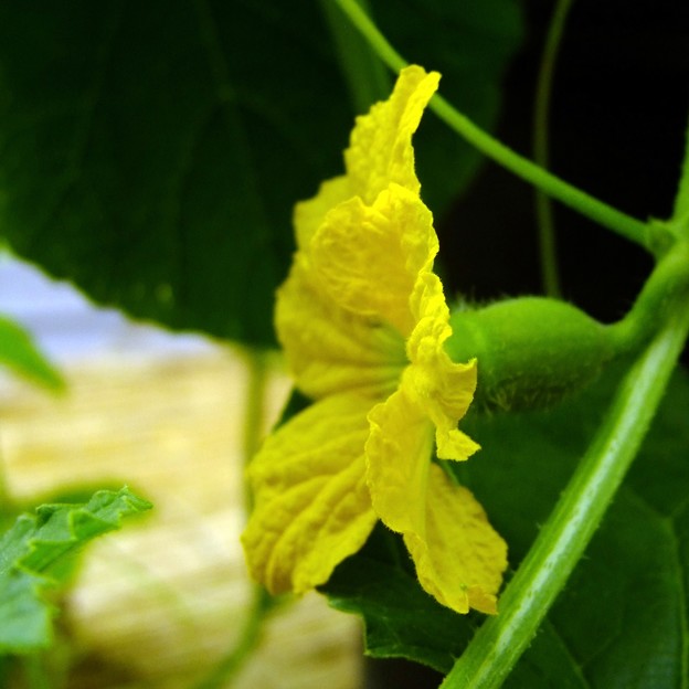 メロンの花 写真共有サイト フォト蔵