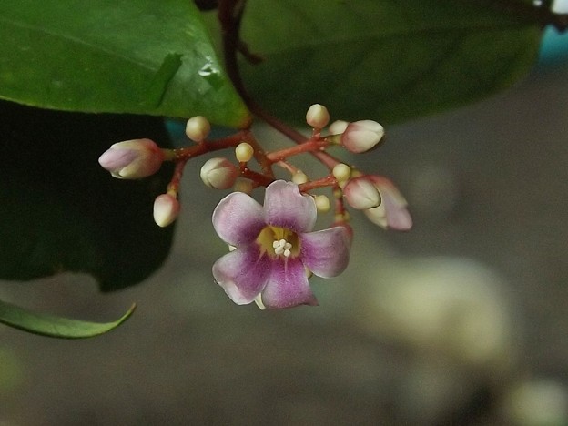 スターフルーツの花