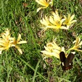 リコリスの花とアゲハ蝶