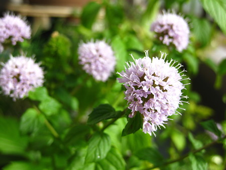 オーデコロンミントの花
