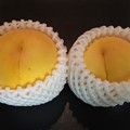 Photos: マンゴーピーチ（黄貴妃）