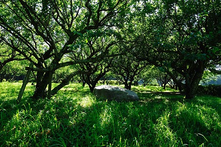 1107120842_DSC_2918