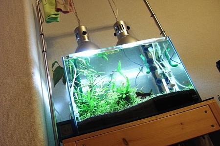 我が家水槽