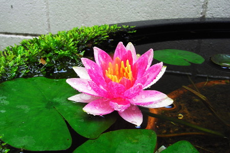 RIMG0034