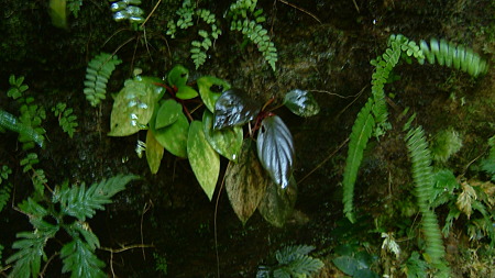 DSCF0196