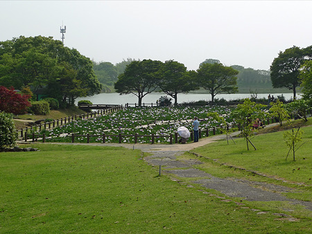宮地嶽神社の花菖蒲2011(2)