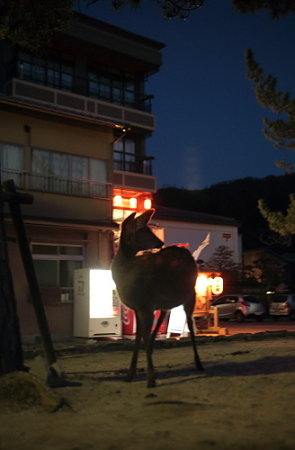 夜鹿