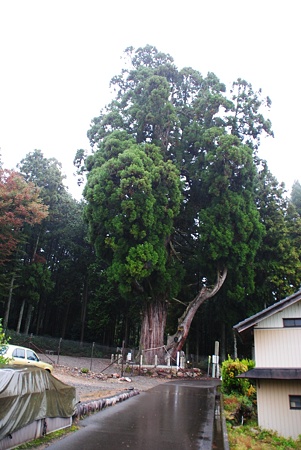 kaminootugesugi01