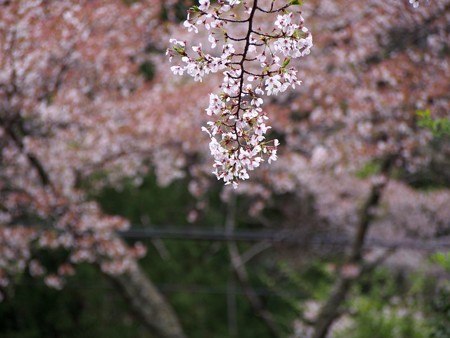 iseyamakami_ibutadera76